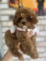AKC FREE SHIP TO NEW JERSEY, a female Poodle - Toy  for sale in Spring Hill, FL – Photo 5 of 6