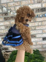 AKC FREE SHIP TO NEW JERSEY, a female Poodle - Toy  for sale in Spring Hill, FL – Photo 1 of 6