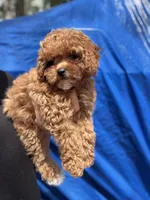AKC FREE SHIP TO NEW JERSEY, a female Poodle - Toy  for sale in Spring Hill, FL – Photo 2 of 6