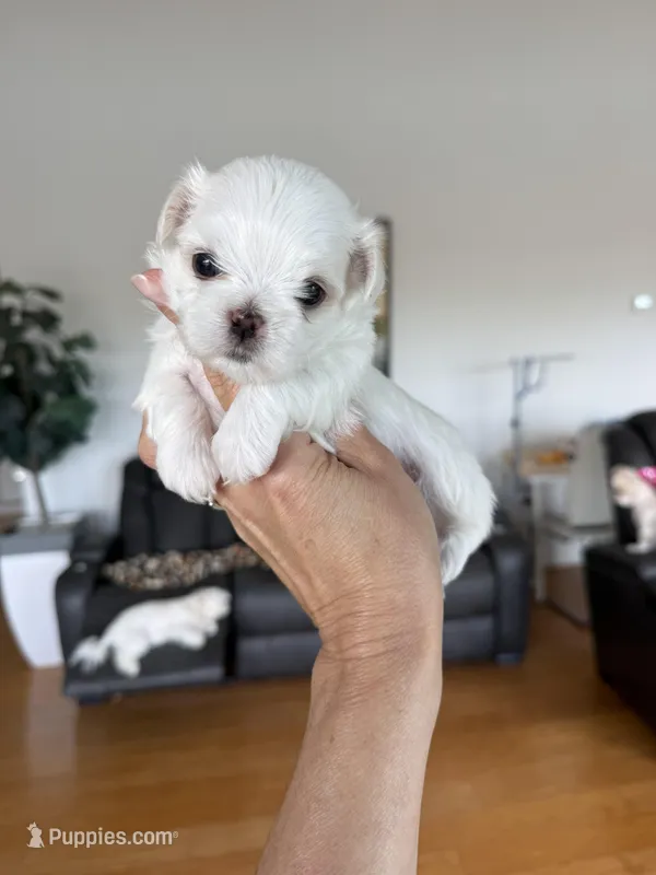 Yuko – Maltese puppy for sale in Spring Hill, FL