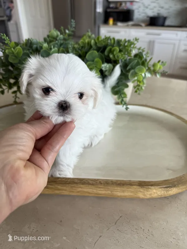 Tiny Korean  – Maltese puppy for sale in Spring Hill, FL