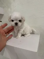 Tiny Korean , a male Maltese for sale in Spring Hill, FL – Photo 1 of 4