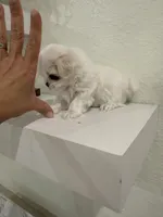 Tiny Korean , a male Maltese for sale in Spring Hill, FL – Photo 2 of 4