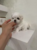 Tiny Korean , a male Maltese for sale in Spring Hill, FL – Photo 3 of 4