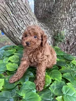 AKC LEOPARD, a male Poodle - Toy  for sale in Spring Hill, FL – Photo 1 of 7