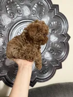 AKC LEOPARD, a male Poodle - Toy  for sale in Spring Hill, FL – Photo 2 of 7