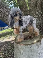 AKC LEOPARD, a male Poodle - Toy  for sale in Spring Hill, FL – Photo 7 of 7