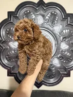 AKC LEOPARD, a male Poodle - Toy  for sale in Spring Hill, FL – Photo 4 of 7
