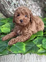 AKC LEOPARD, a male Poodle - Toy  for sale in Spring Hill, FL – Photo 3 of 7