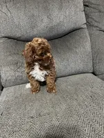 SMALL AKC, a male Poodle - Toy  for sale in Spring Hill, FL – Photo 2 of 5