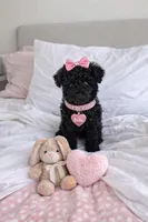 Elena, a female Poodle - Toy  for sale in Spring Hill, FL – Photo 2 of 2