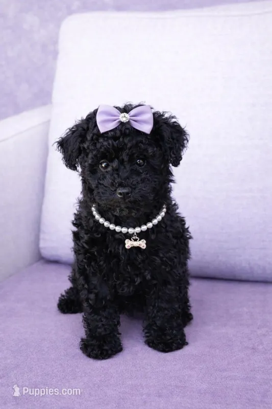 Elena – Poodle - Toy  puppy for sale in Spring Hill, FL