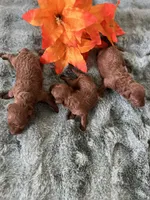 AKC red teacup, a male Poodle - Toy  for sale in Spring Hill, FL – Photo 1 of 4