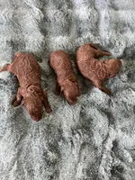 AKC red teacup, a male Poodle - Toy  for sale in Spring Hill, FL – Photo 3 of 4