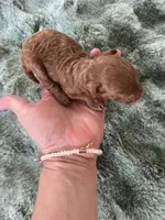 AKC red teacup, a male Poodle - Toy  for sale in Spring Hill, FL – Photo 2 of 4