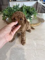 KOREAN BLOODLINE EMBARK CLEAR , a male Poodle - Toy  for sale in Spring Hill, FL – 3 of 3
