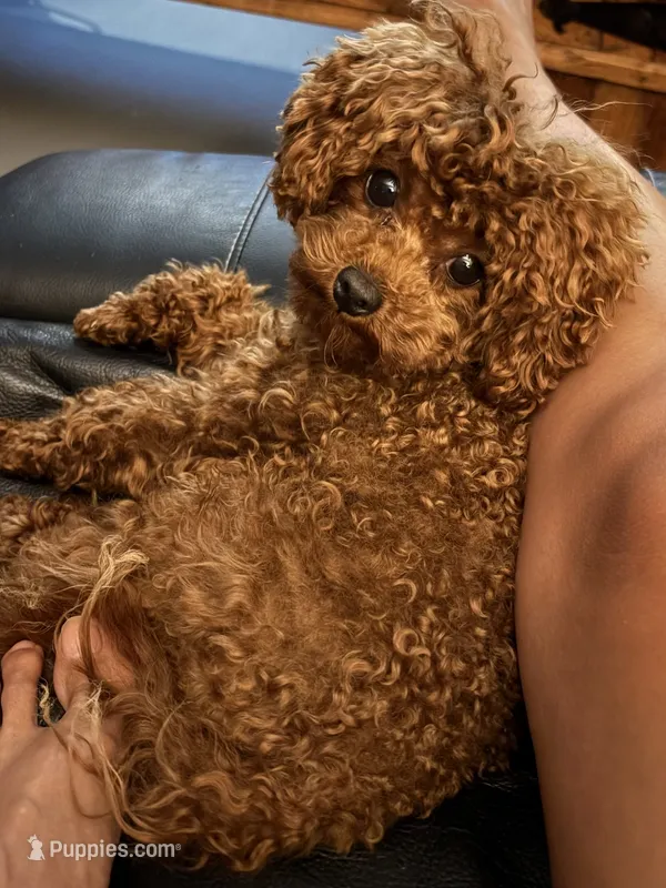 KOREAN BLOODLINE  – Poodle - Toy  puppy for sale in Spring Hill, FL