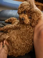 KOREAN BLOODLINE , a male Poodle - Toy  for sale in Spring Hill, FL – 2 of 3