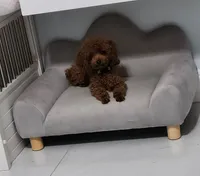 OSITA AKC KOREAN BLOODLINE, a female Poodle - Toy  for sale in Spring Hill, FL – Photo 3 of 6