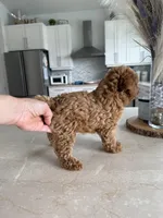 OSITA AKC KOREAN BLOODLINE, a female Poodle - Toy  for sale in Spring Hill, FL – Photo 6 of 6