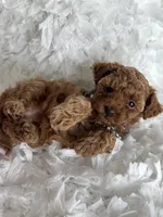 OSITA AKC KOREAN BLOODLINE, a female Poodle - Toy  for sale in Spring Hill, FL – Photo 2 of 6