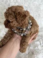 OSITA AKC KOREAN BLOODLINE, a female Poodle - Toy  for sale in Spring Hill, FL – Photo 5 of 6