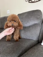 OSITA AKC KOREAN BLOODLINE, a female Poodle - Toy  for sale in Spring Hill, FL – Photo 4 of 6