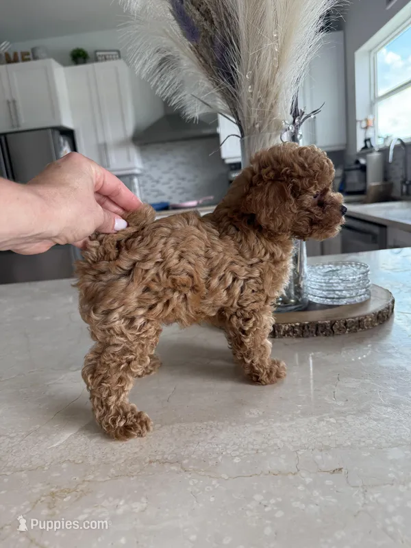 OSITA AKC KOREAN BLOODLINE, a female Poodle - Toy  for sale in Spring Hill, FL – Photo 1 of 6