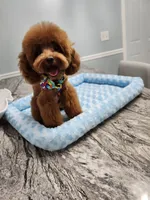 TINY RED AND HANDSOME, a male Miniature Goldendoodle for sale in Spring Hill, FL – Photo 7 of 7