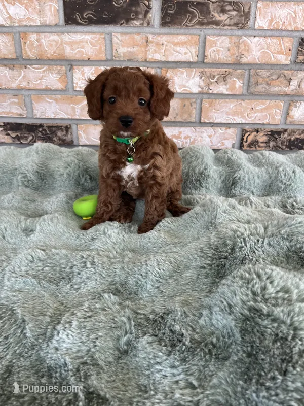TINY RED AND HANDSOME