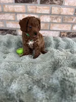 TINY RED AND HANDSOME, a male Miniature Goldendoodle for sale in Spring Hill, FL – Photo 2 of 7