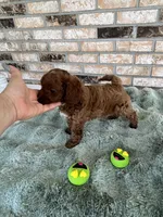TINY RED AND HANDSOME, a male Miniature Goldendoodle for sale in Spring Hill, FL – Photo 4 of 7