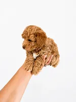 ENZO AKC, a male Poodle - Toy  for sale in Spring Hill, FL – 2 of 2