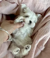 AKC Korean, a female Maltese for sale in Spring Hill, FL – Photo 2 of 5