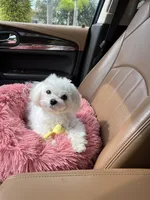 AKC Korean, a female Maltese for sale in Spring Hill, FL – Photo 5 of 5