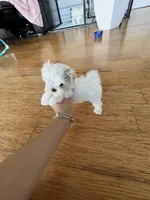 AKC Korean, a female Maltese for sale in Spring Hill, FL – Photo 3 of 5