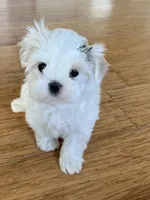 AKC Korean, a female Maltese for sale in Spring Hill, FL – Photo 1 of 5