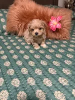 TINY ALICE, a female Maltipoo for sale in Spring Hill, FL – 2 of 3