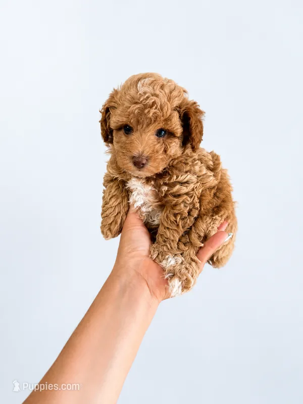 ENZO AKC – Poodle - Toy  puppy for sale in Spring Hill, FL