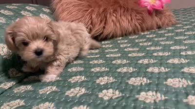 TINY ALICE, a female Maltipoo for sale in Spring Hill, FL – 3 of 3
