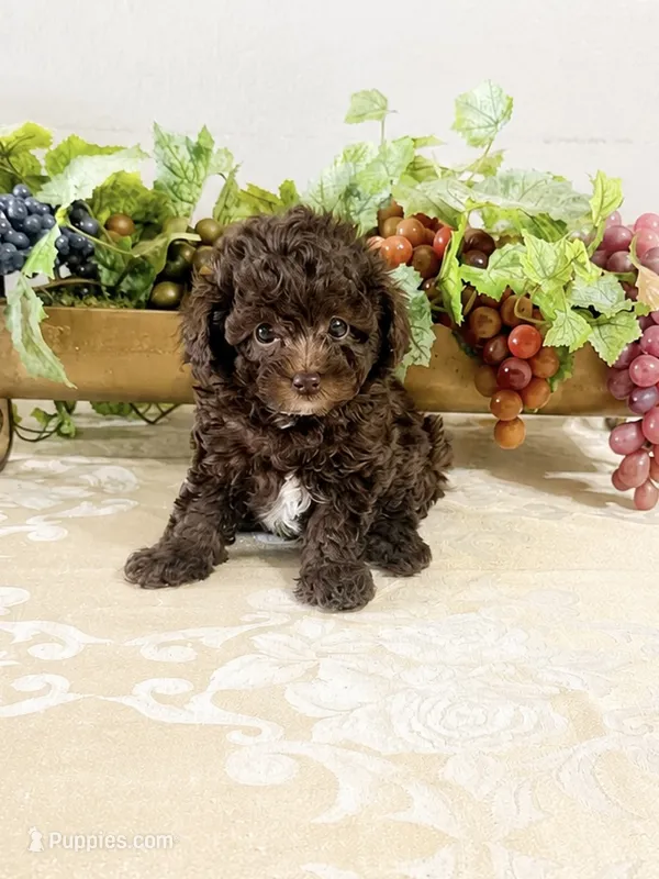 LEO AKC – Poodle - Toy  puppy for sale in Spring Hill, FL