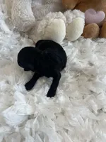 Tiny Anastasia, a female Poodle - Toy  for sale in Spring Hill, FL – Photo 2 of 2