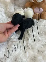 Tiny Anastasia, a female Poodle - Toy  for sale in Spring Hill, FL – Photo 1 of 2