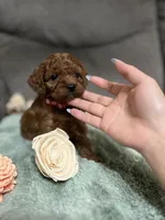 Ross, a female Miniature Goldendoodle for sale in Spring Hill, FL – Photo 4 of 8