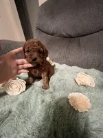 Ross, a female Miniature Goldendoodle for sale in Spring Hill, FL – Photo 5 of 8