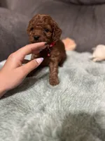 Ross, a female Miniature Goldendoodle for sale in Spring Hill, FL – Photo 2 of 8