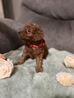 Ross, a female Miniature Goldendoodle for sale in Spring Hill, FL – Photo 3 of 8
