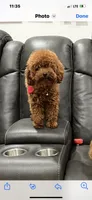Ross, a female Miniature Goldendoodle for sale in Spring Hill, FL – Photo 8 of 8
