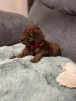 Ross, a female Miniature Goldendoodle for sale in Spring Hill, FL – Photo 1 of 8