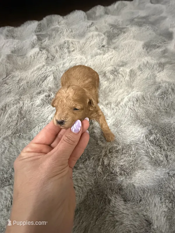 ANABEL – Poodle - Toy  puppy for sale in Spring Hill, FL
